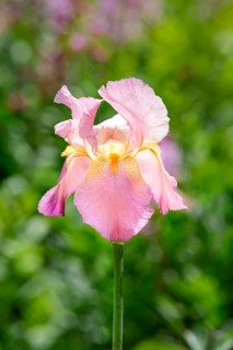 Dalmatian iris (Iris pallida)