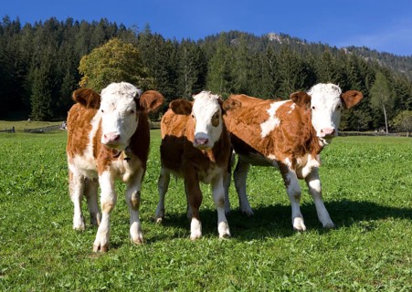 Pasture