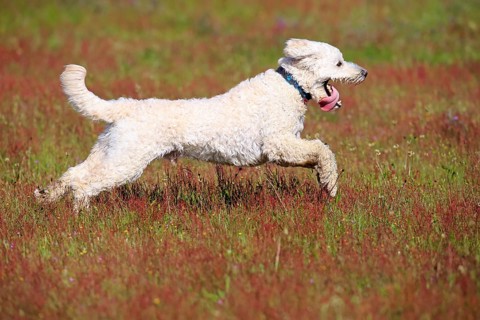 Labradoodle