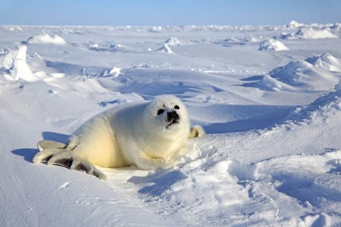 Harp Seal or Saddleback Seal (Pagophilus groenlandicus