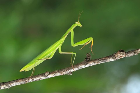 Praying Mantis (Mantis religiosa)