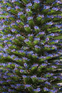 Gran Canary borage (Echium callithyrsum)
