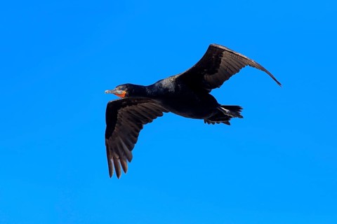 Cape Cormorant (Phalacrocorax capensis)