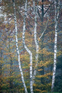 Birch trees (Betula pendula) and Beech trees (Fagus sylvatica) in autumn
