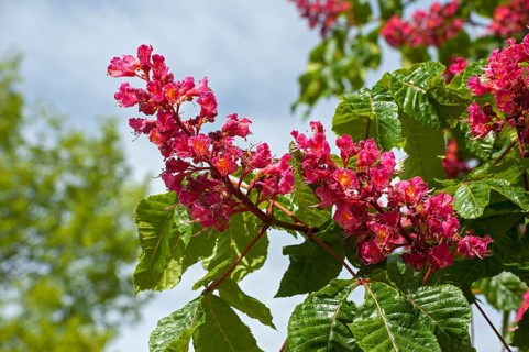Red horse-chestnut (Aesculus x carnea