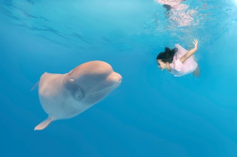 Little girl wearing a pink dress diving near a Beluga Whale (Delphinapterus leucas)