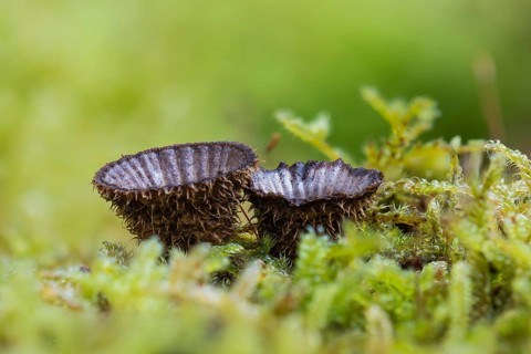 Fluted bird's nest (Cyathus striatus) in moss