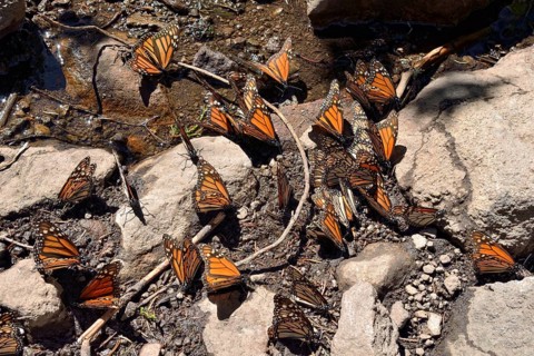 Monarch butterfly (Danaus plexippus) drinking at a puddle