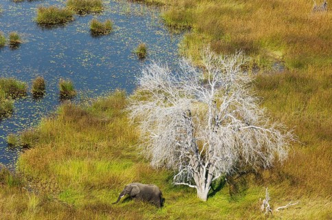African Elephants (Loxodonta africana)