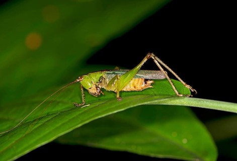 Katydid (Tettigoniidae spec.)
