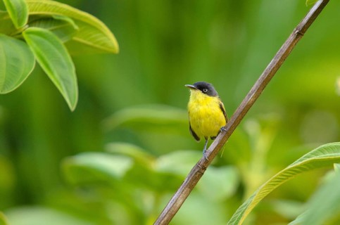 Common Tody-Flycatcher (Todirostrum cinereum) perched on a branch
