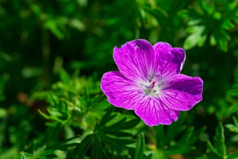 Bloody Crane's-bill or Bloody Geranium (Geranium sanguineum)