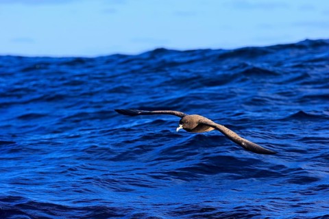 White-chinned Petrel or Cape Hen (Procellaria aequinoctialis)