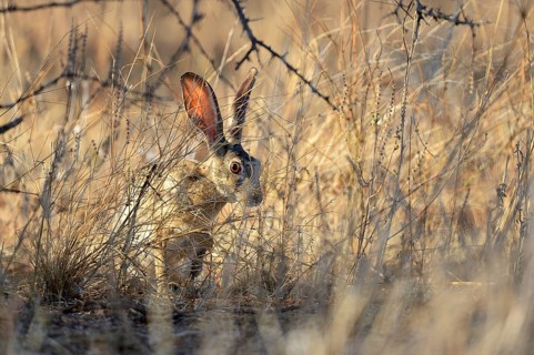 Scrub Hare (Lepus saxatilis)