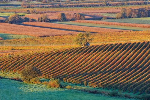 Vineyards in autumn