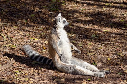Ring-tailed Lemur (Lemur catta) sunbathing