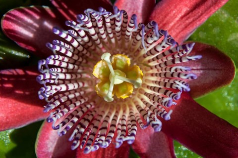 Passionflower (Passiflora)