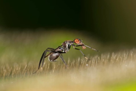 Tropical Stilt Fly (Micropezidae) mimicing an ant as protection from predators