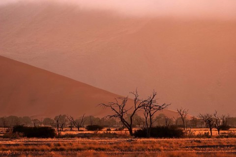 Dead Camel thorn trees (Vachellia erioloba)