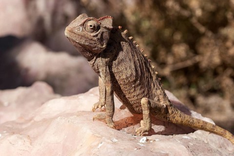 Namaqua Chameleon (Chamaeleo namaquensis) near Swakopmund