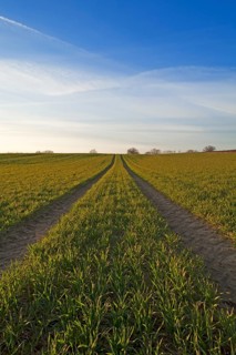 Sprouting field of Wheat (Triticum aestivum) with tracks