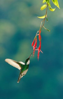 White-throated hummingbird (Leucochloris albicollis) drinking nectar at a flower