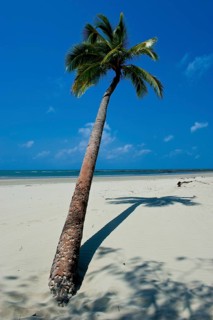 Palm tree