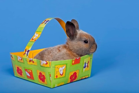 Pet rabbit in an Easter baskets