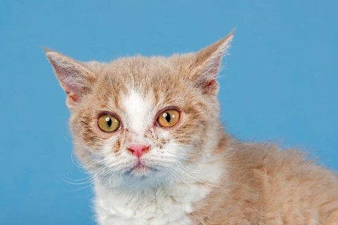 Selkirk Rex kitten