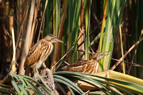 Little Bitterns (Ixobrychus minutus)