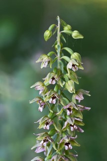 Broad-leaved Helleborine (Epipactis helleborine)