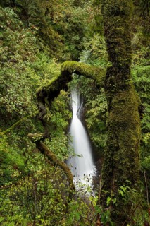 Shepperd's Dell Falls