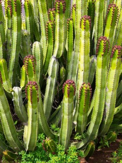 Canary Island Spurge (Euphorbia canariensis)