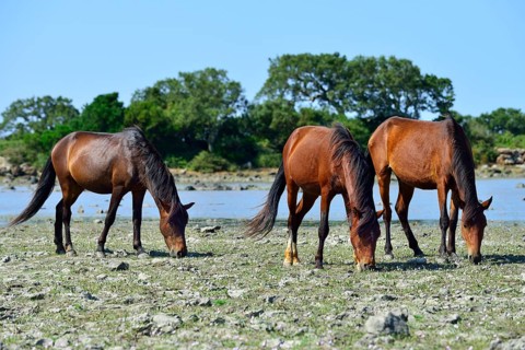 Brown wild horses at the pond Pauli Majori