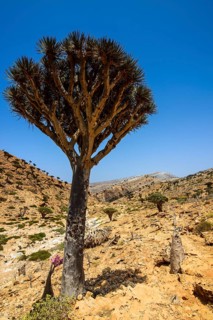 Socotra Dragon Tree or Dragon Blood Tree (Dracaena cinnabari)