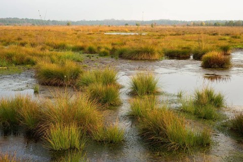 Moorlands