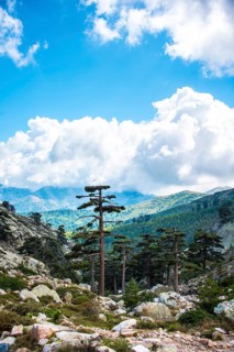 Pine forest in the mountains