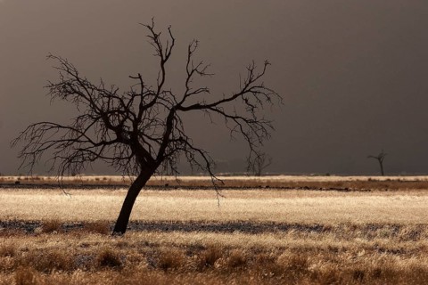 Dead Camel thorn tree (Vachellia erioloba)