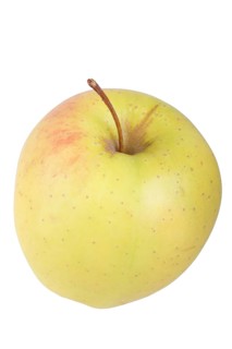 Apple variety Golden Delicious