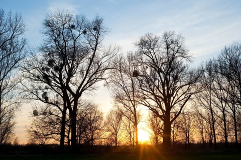 Sunset behind Poplar trees (Populus spp.) with mistletoe