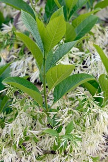 White fringetree (Chionanthus virginicus)