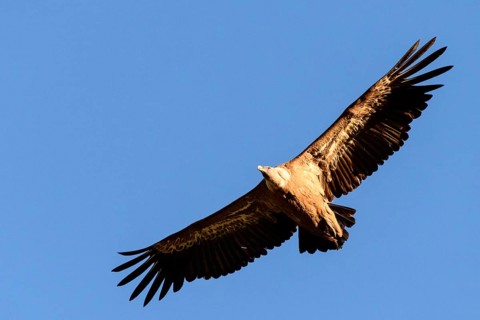 Griffon vulture (Gyps fulvus)