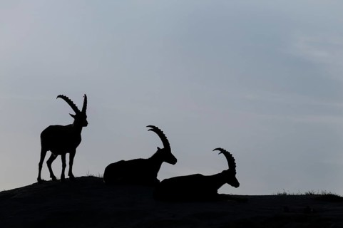 Alpine Ibexes (Capra ibex)