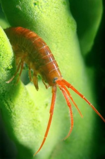 Gammarid (Eulimnogammarus violaceus)