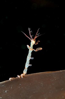 Ghost Shrimp (Caprella linearis)