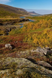 Autumnal foliage
