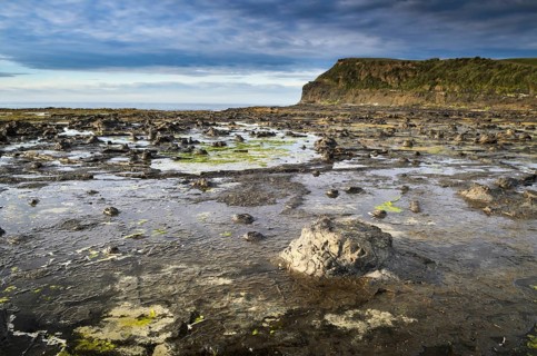 Petrified tree trunks