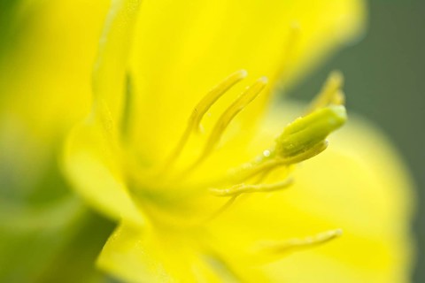 Common evening primrose (Oenothera biennis)