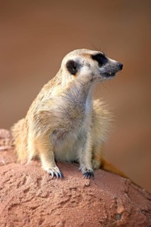 Meerkat (Suricata suricatta)