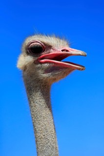 Southern Ostrich (Struthio camelus australis)